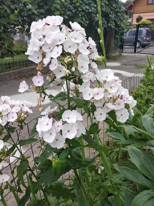 Продаються кореневища флокс