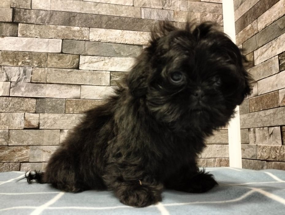 Cudowna suczka  shih-tzu. Mini Czarny
