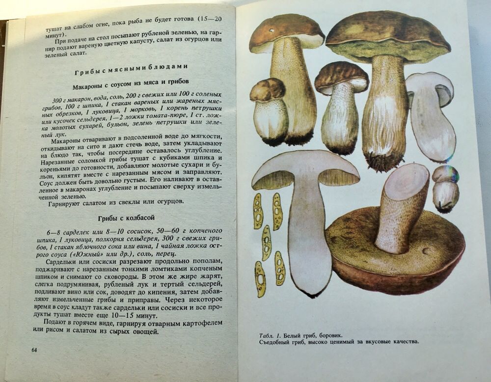 Вассер Съедобные и ядовитые грибы Карпат