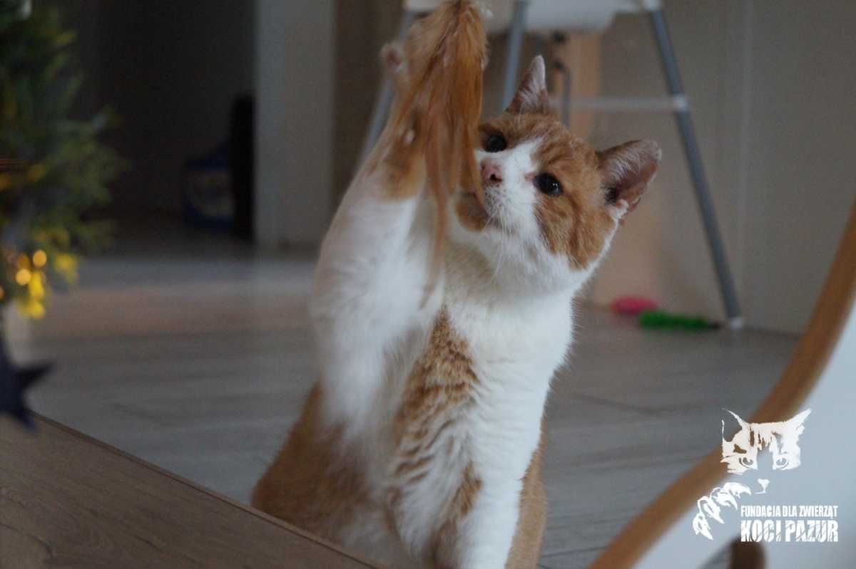 Chudy - kocur, kot, kotek do adopcji