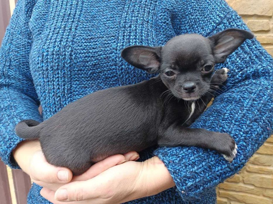 гладкошерстний чихуахуа - чарівний