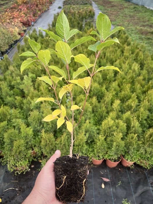 Гортензія оптом грандіфлора оптом