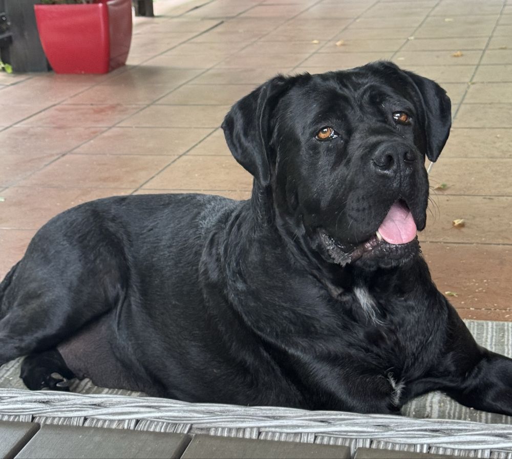 Cane Corso Piękna suczka już do odbioru