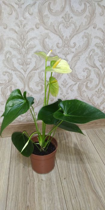 Антуріум Ваніла жовтий