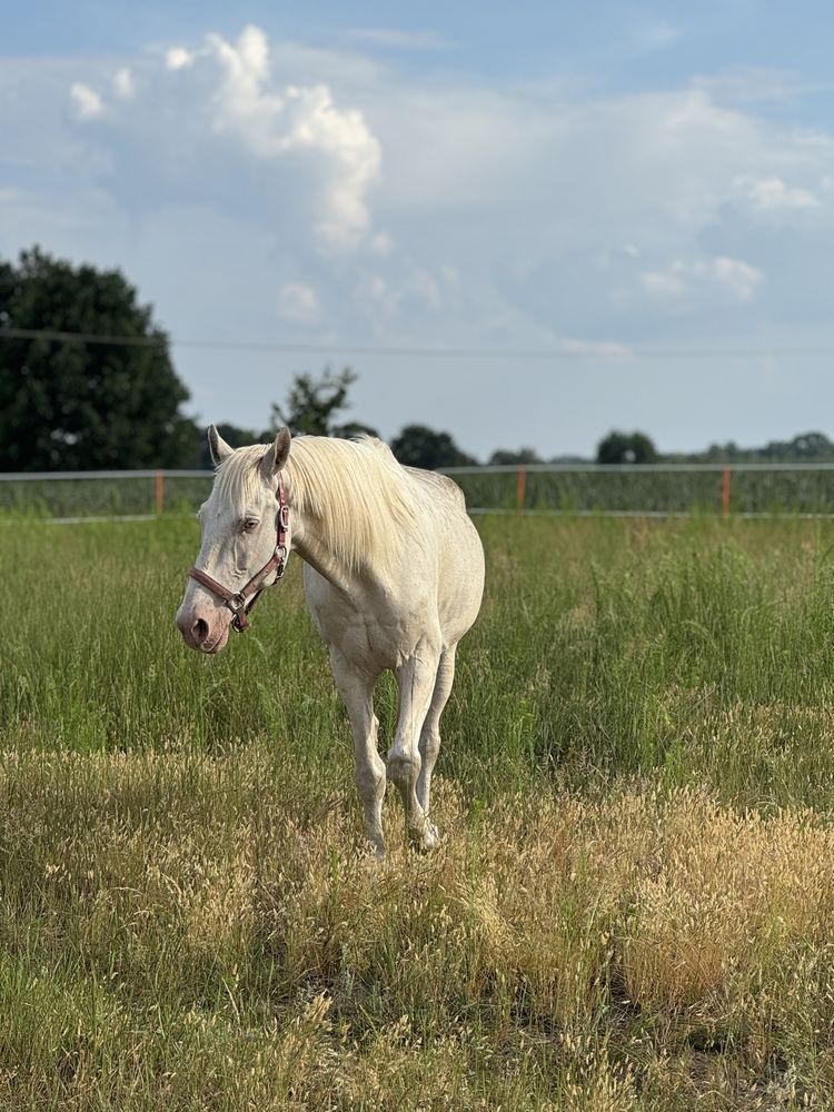 Sprzedam pięknego Konia Cremello! Andaluz.