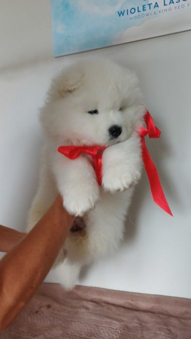 Samoyed ZKwP FCI chłopiec