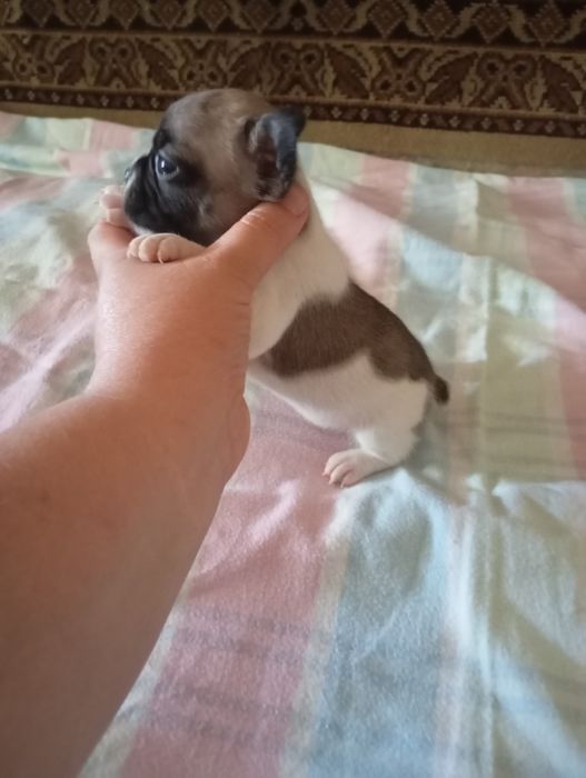 Предлагаются на бронь французики