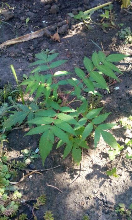 сумах оленерогий или уксусное дерево саженцы и плоды