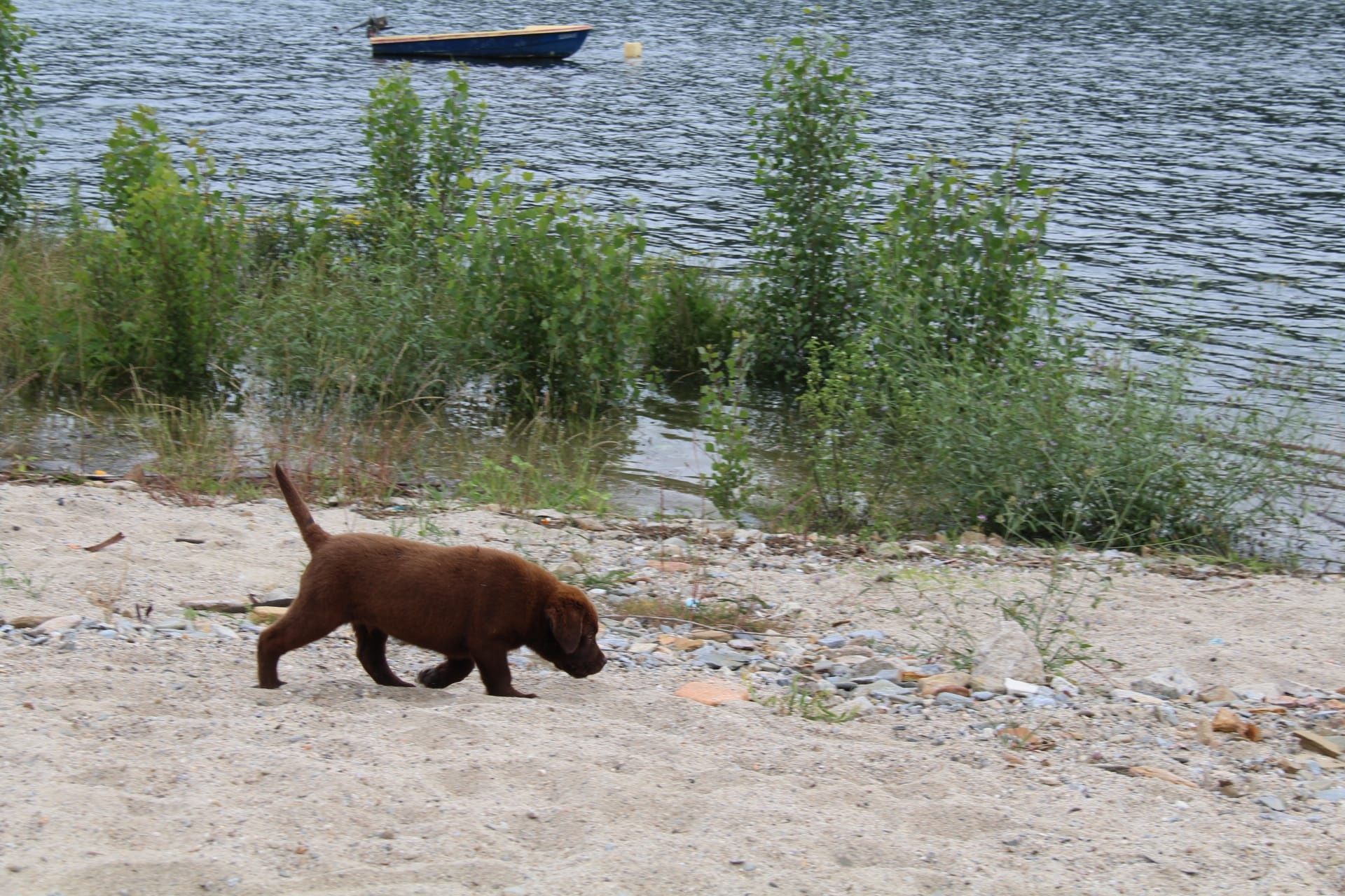 Cachorra Labrador Com Lop