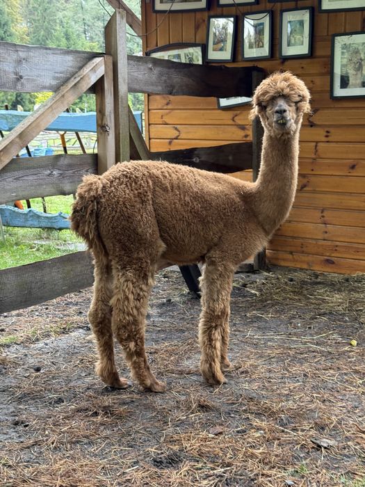 Alpaka premium samiec, samice, Alpagi