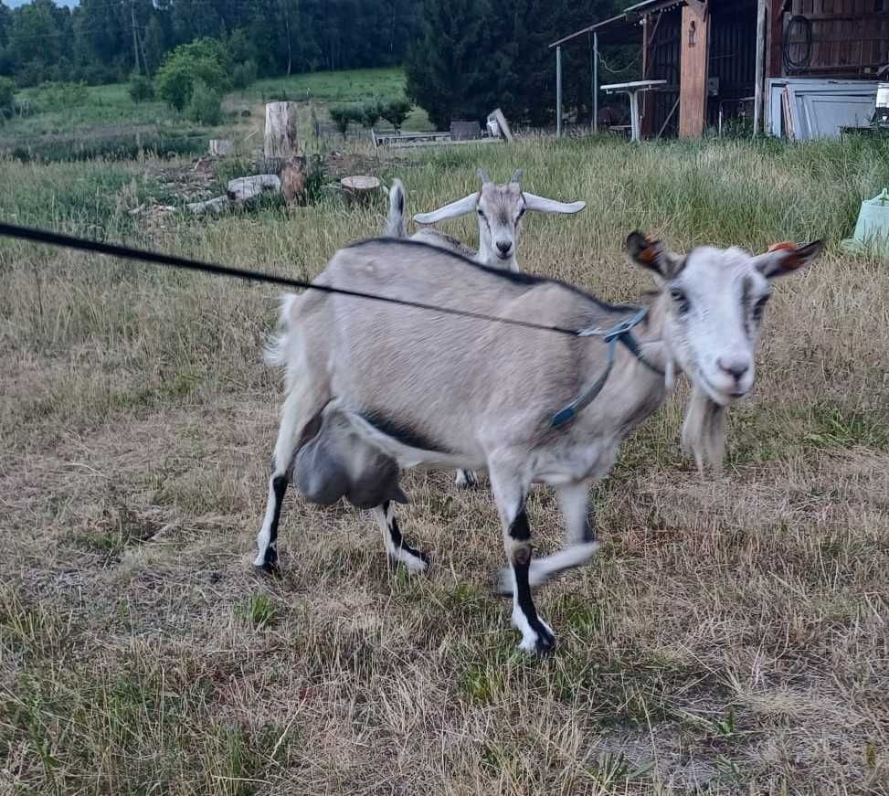 Sprzedam kozę z kózką - zarezerwowana