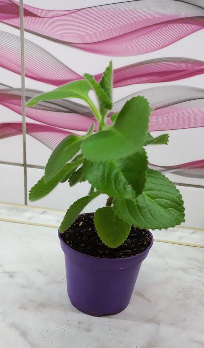 Kubańskie oregano= mięta meksykańska