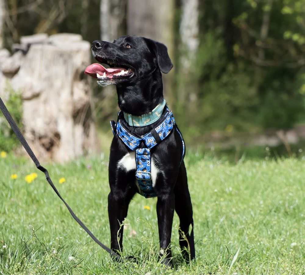 Super aktywny pies do adopcji! Młody pies w typie labradora szuka domu