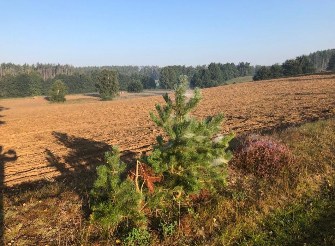 Działka Sierakowice - Bez Pośredników