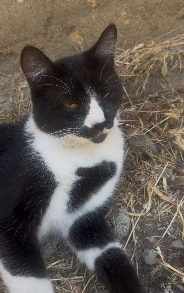 Хлопчик котик 5-7міс