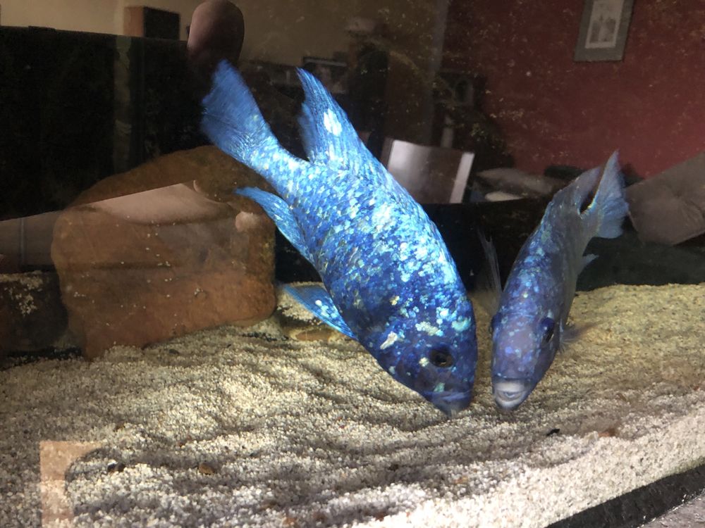 Pyszczak Placidochromis tanzania samiec - 20+ cm.