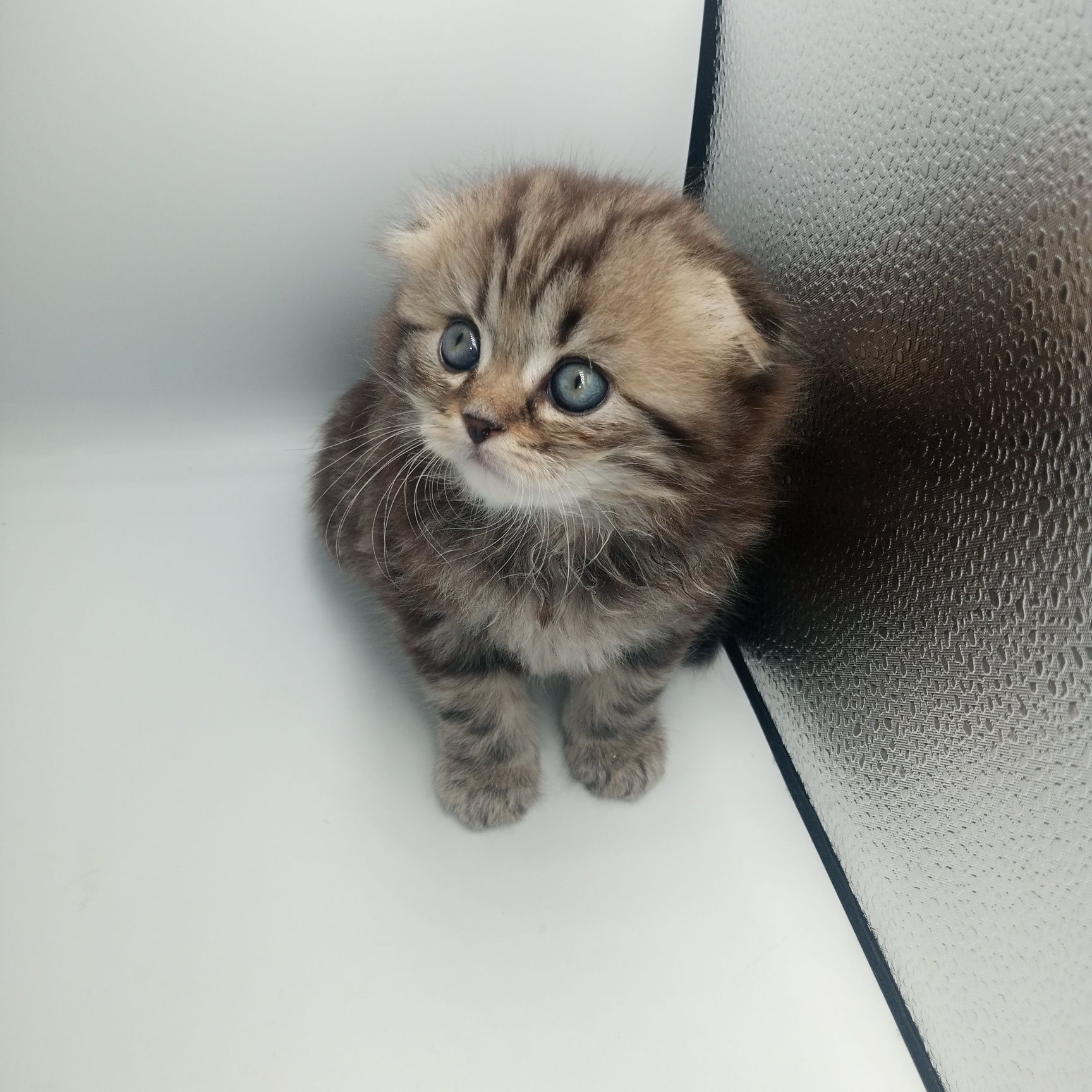 Шотландские котята, шотландский котенок
