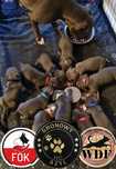 American Staffordshire Terrier Amstaff Blue