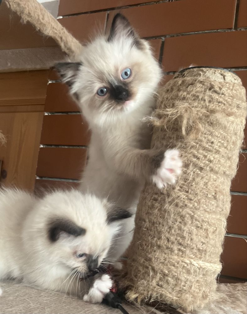 Ragdoll koci chłopczyk