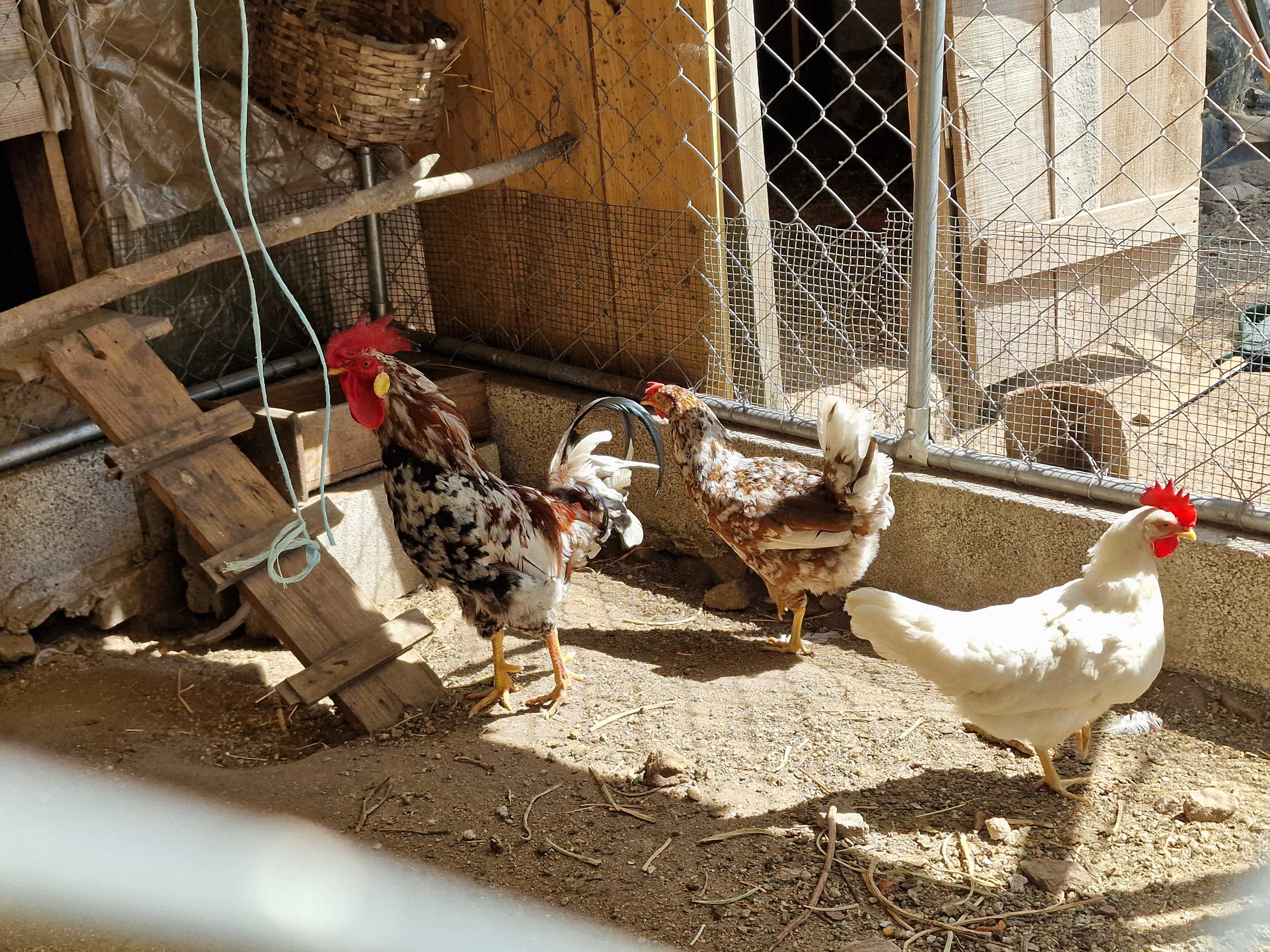 casal de galinhas leghorn tricolor
