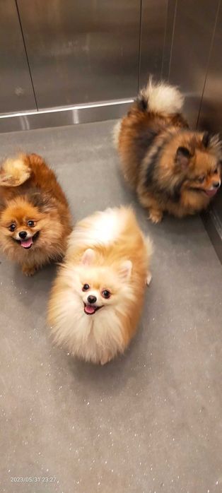 Szpic miniaturowy Pomeranian