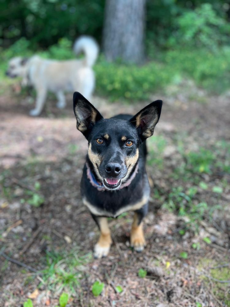 Nala gotowa do adopcji