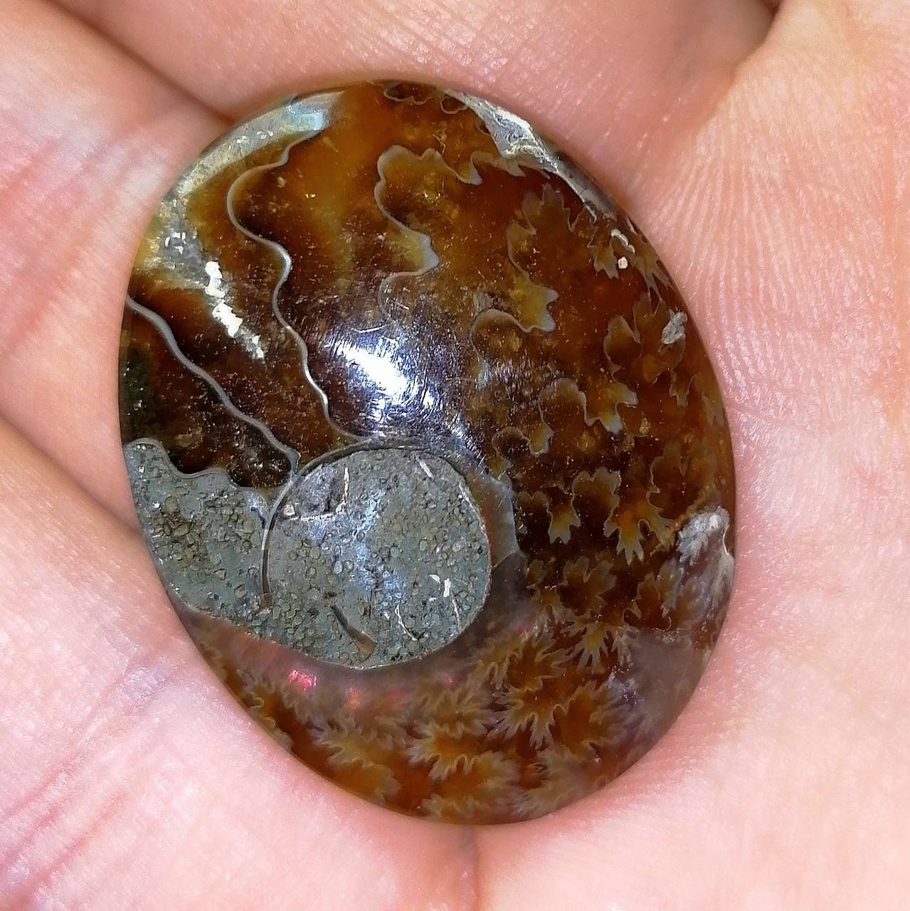 amonit kamień ozdobny – kaboszon na wisiorek