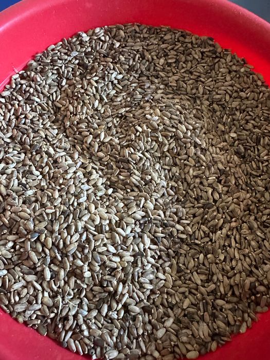 Ostropest plamisty zbiór 2025