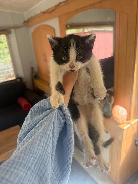 Koty 2 miesiące Muniek, Klusek i Filemon do adopcji