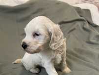 Cockapoo suczka o unikatowym umaszczeniu
