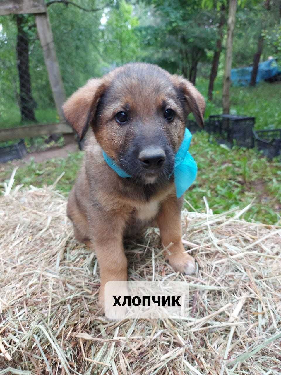 Цуценята шукають домівку