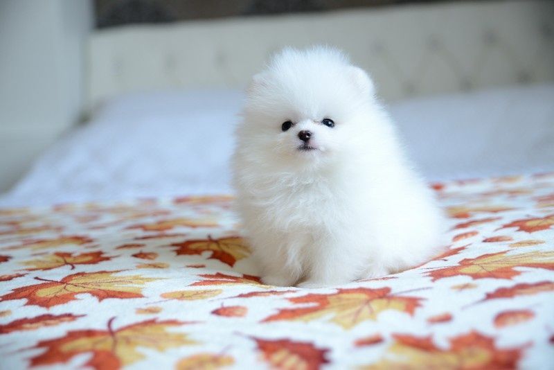Pomeranian chłopak biały