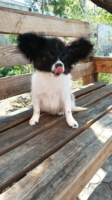 Очень красивая девочка папильон.