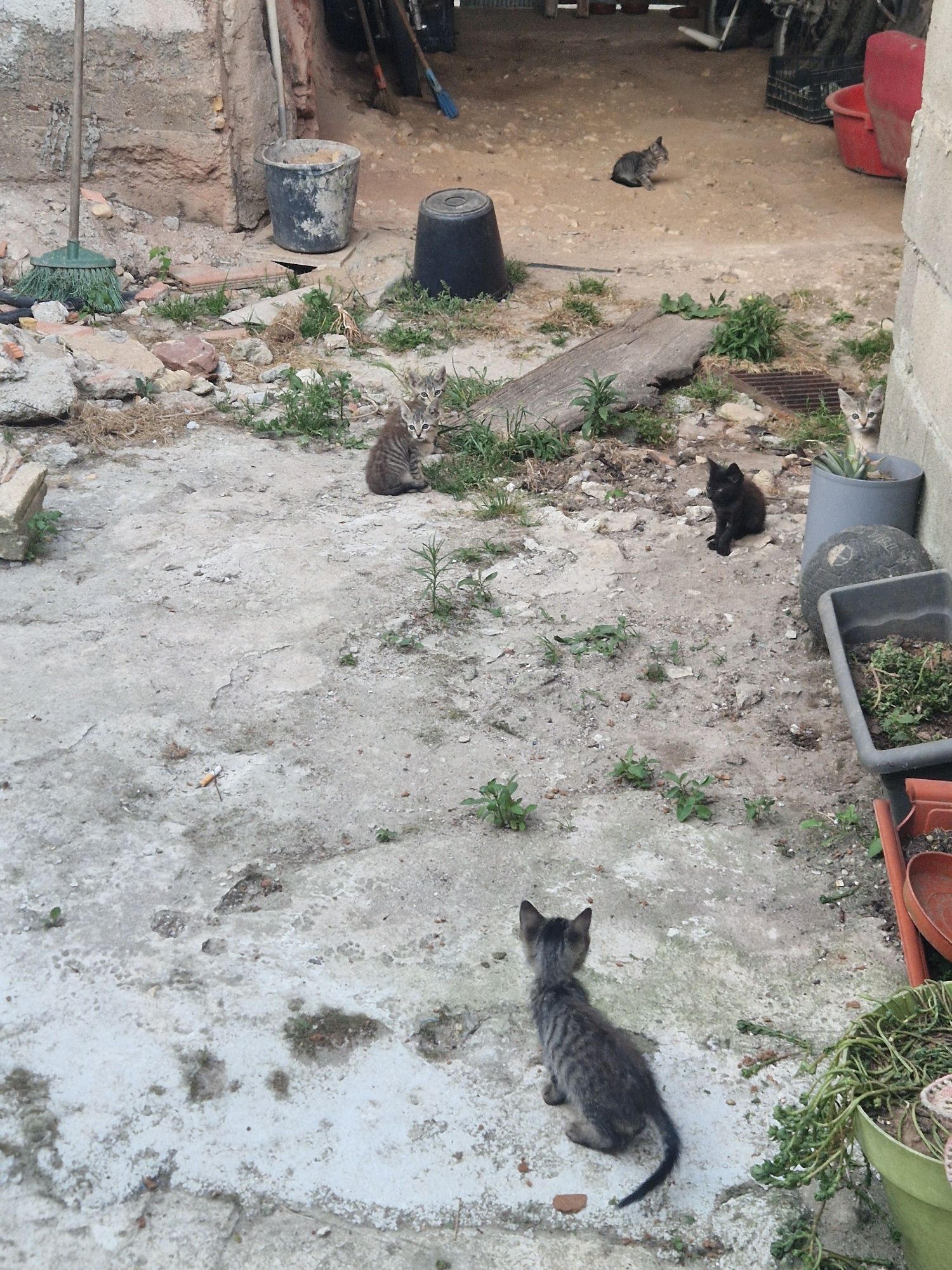 Dou gatinhos bebs