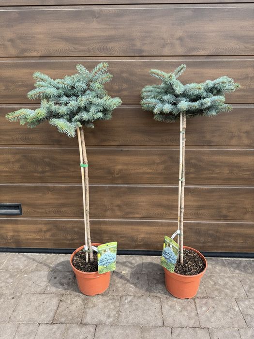 Ялиця Icebreaker (abies), ялина (picea) Glauca Globosa Inversa Tenas
