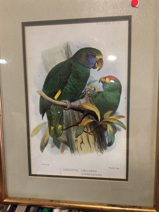 Quadros aves tropicais em Ramos.