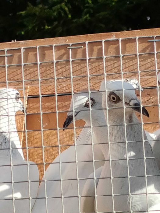 Gołębie Jasne na białych ogonach