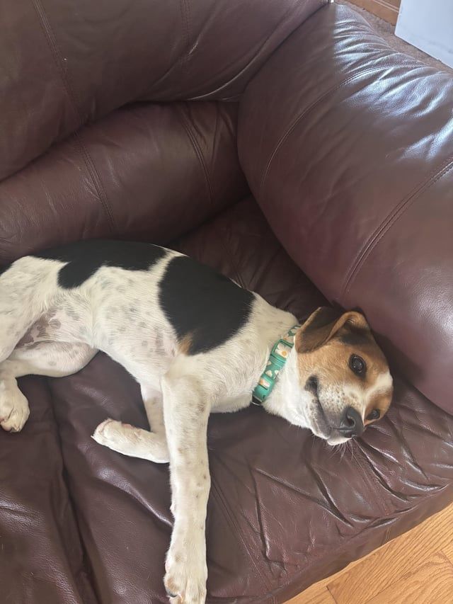Cachorrinhos X Beagle