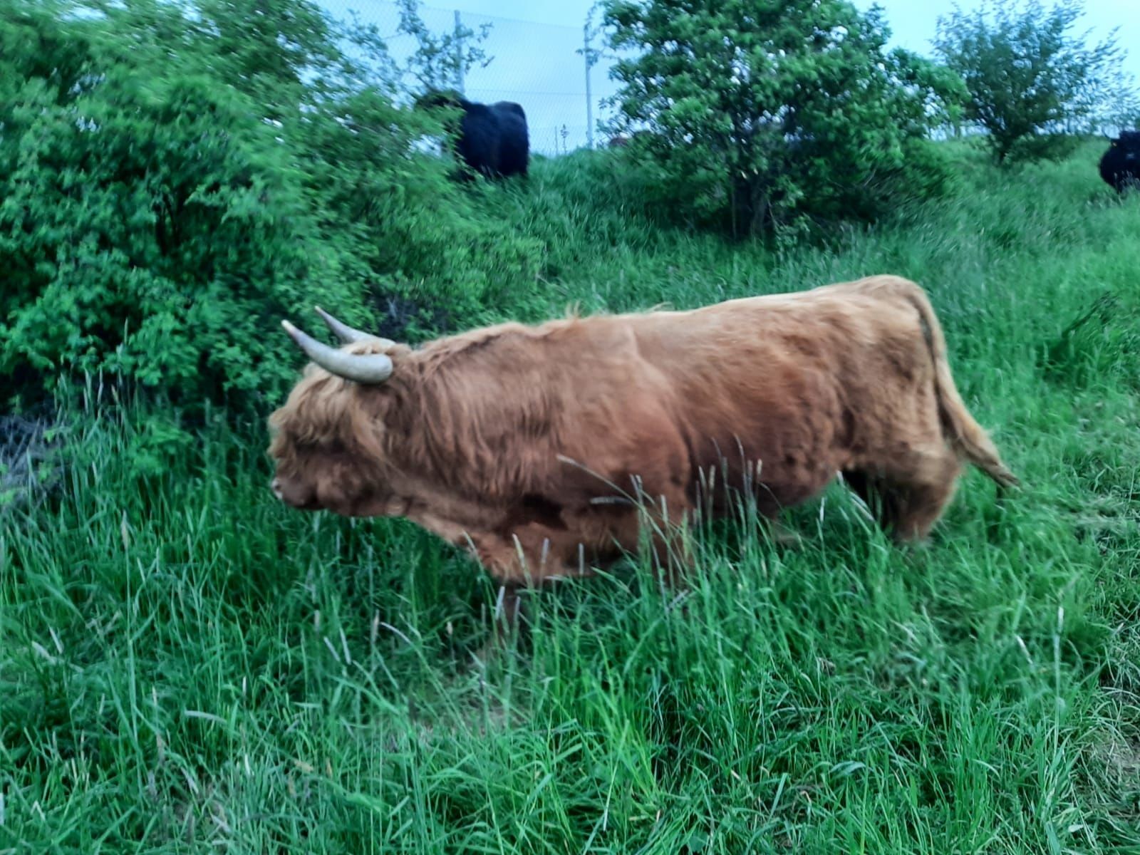 Krowy,  jałówki ,byczki szkockie rasy Highland