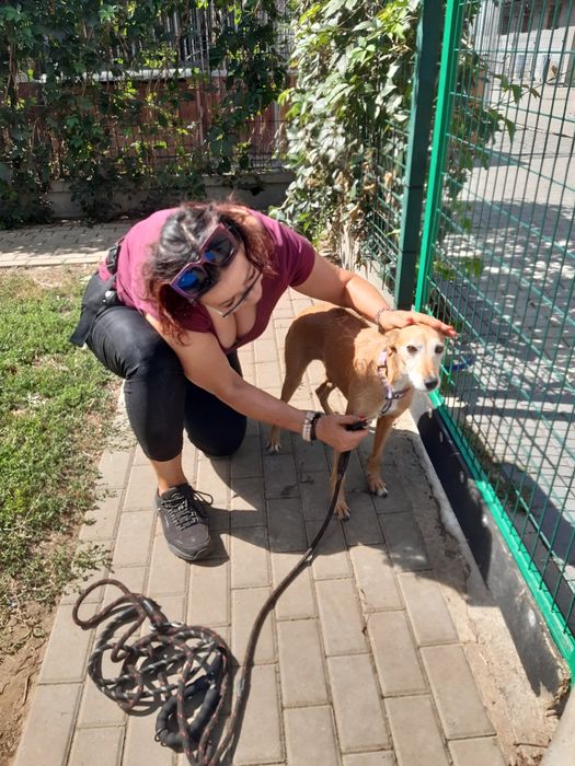 Śliczna sunia Stokrotka  w typie charcika do adopcji że schroniska .