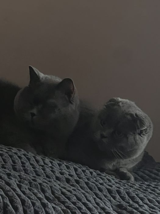 Висловуха шотландка на розведення