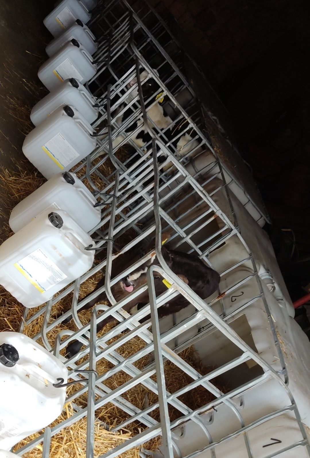 Byczki cielaki młode na mleko 2-5 tygodni 9 sztuk. Możliwość transpor
