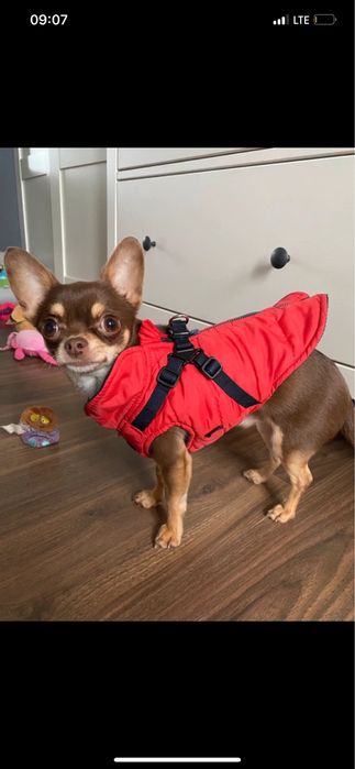 Kurtka z szelkami puppia