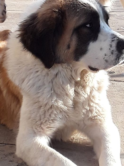 Щенок московской сторожевой