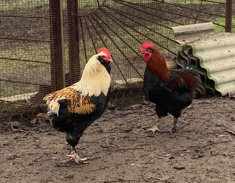 Півні породи Маран чорно-мідний, блакитно-мідний