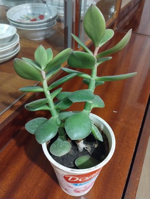 Денежное дерево растение