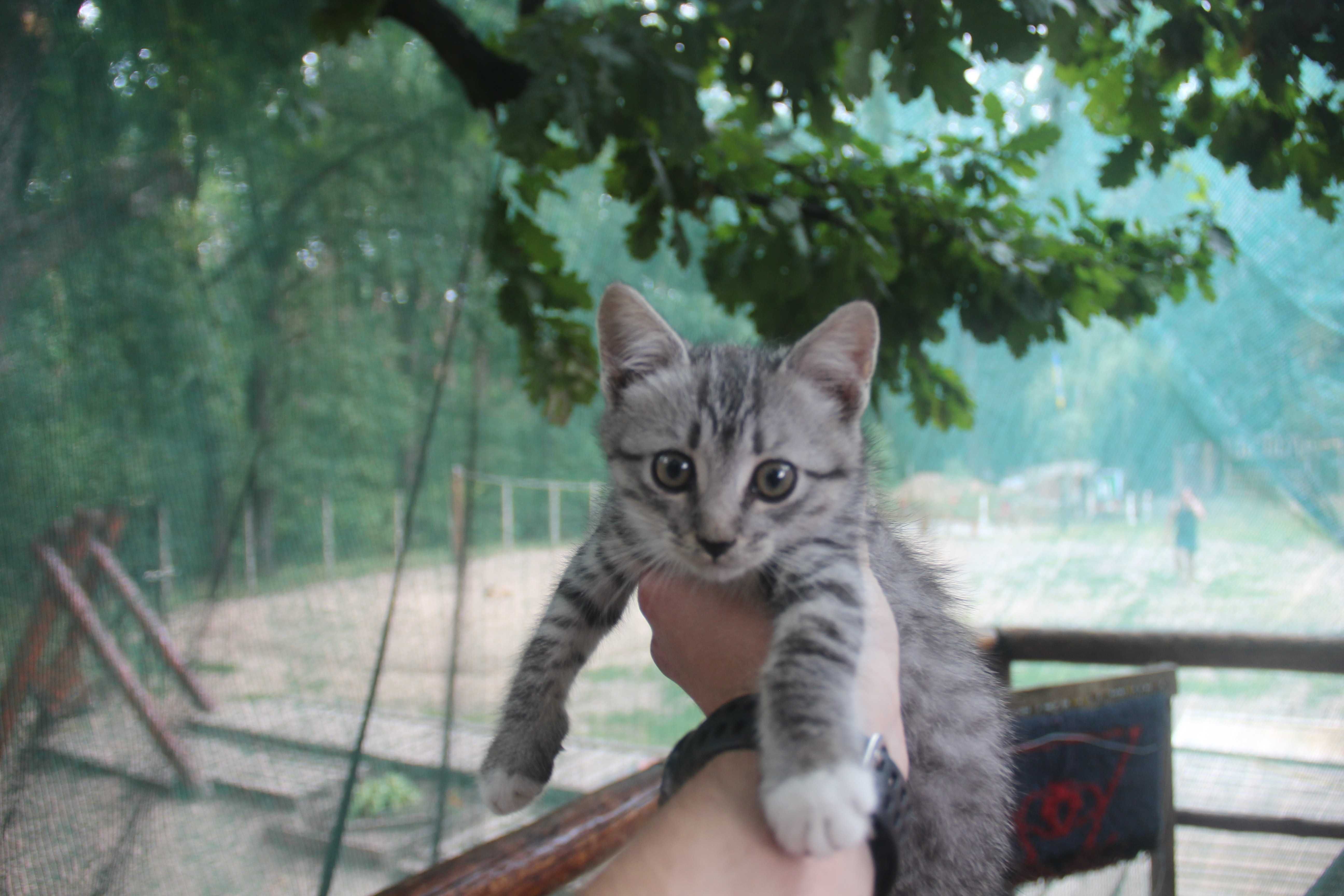 Віддамо кошеняток