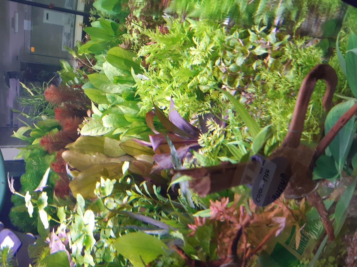 Anubias nana koszyczek