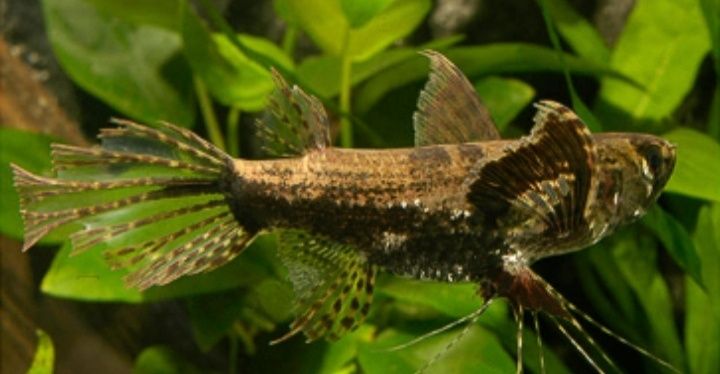 Аквариумная рыба-пантодон,рыба бабочка