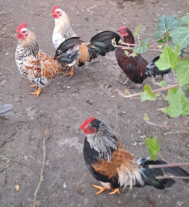 Kogutki karzełek polski, liliputki